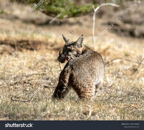 1,349 Bobcat hunting Stock Photos, Images & Photography | Shutterstock