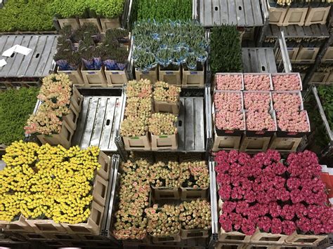 Where to Buy Wholesale Flowers Miami - Berkeley Florist Supply
