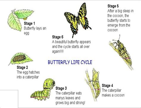 Blue Butterfly Life Cycle