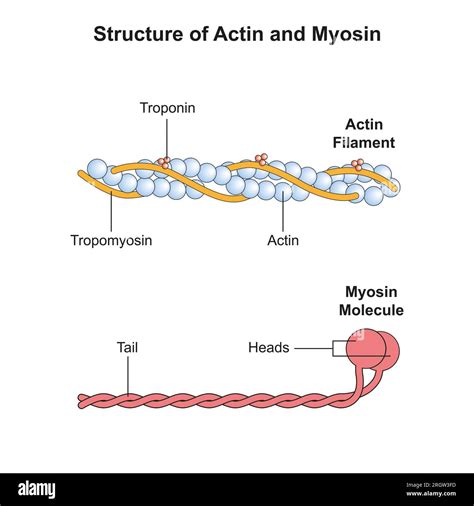 Actin and myosin filaments structure, illustration Stock Photo - Alamy