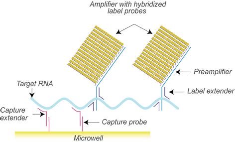 Target bDNA Signal Amplification Technology