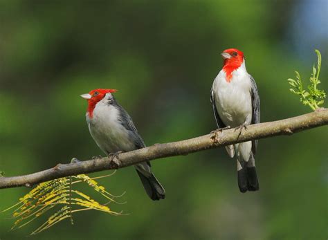 RedcrestedCardinalp