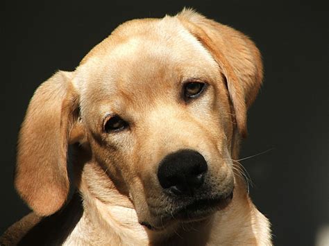 Comportamiento animal : Serie razas caninas o razas de perros - Perro labrador