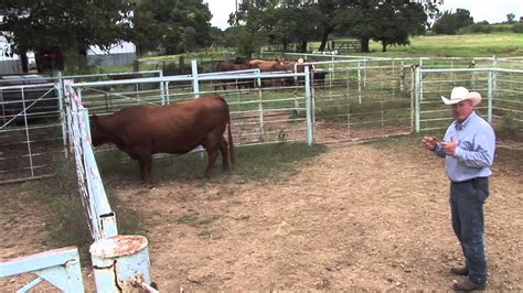 Using Natural Cattle Behavior to Move Cattle - YouTube