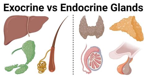 Exocrine vs. Endocrine Glands: 8 Differences, Examples