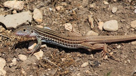 Texas Spotted Whiptail a speedy lizard that's always ready to eat