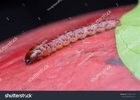 Closeup Shot Cerambycidae Jewel Beetle Larvae Stock Photo 1542341735 ...