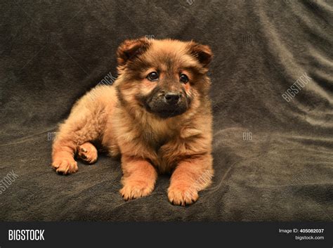 Cute Black Chow Chow Puppies