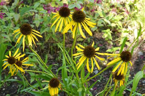 Yellow Coneflowers: Care and Growing Guide