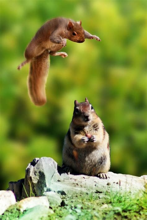 Jumping squirrel | Squirrel funny, Animals beautiful, Funny animals