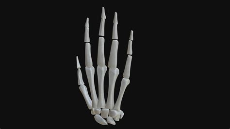 Anatomy - Human hand bones - Buy Royalty Free 3D model by FrancescoMilanese [7fd3632 ...