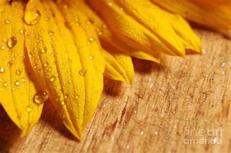 Sunflower with water drops 2 Photograph by Micah May - Fine Art America