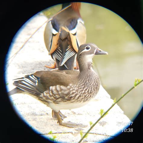 eBird Checklist - 11 Apr 2024 - 용지(Yongji pond), Chonnam National University - Gwangju Campus ...