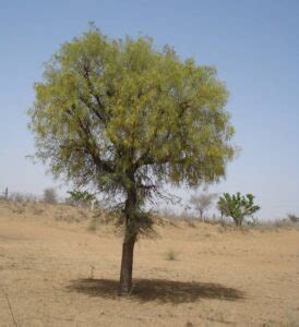 Khejri Tree | Fruits, Leaves, Uses & Benefits - Info About Trees