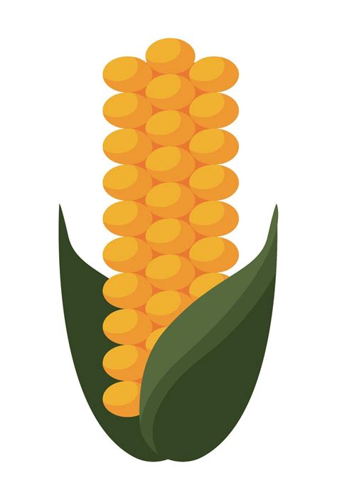 corn cob fresh vegetable 14175609 Vector Art at Vecteezy