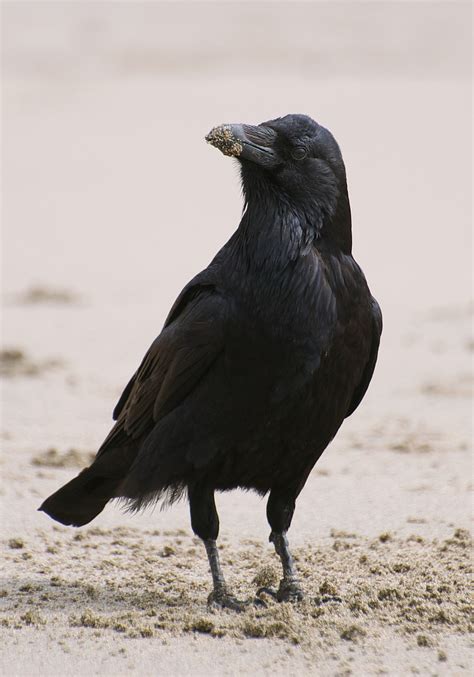 NW Bird Blog: Common Raven