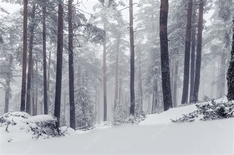 Download Snowy Forest Background | Wallpapers.com