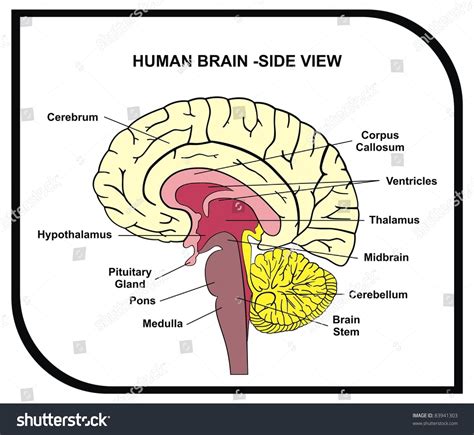 Human Brain Diagram - Side View With Parts ( Cerebrum, Hypothalamus, Thalamus, Pituitary Gland ...