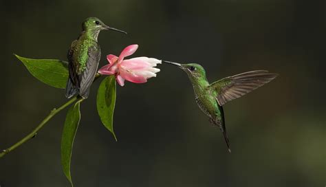 Download Flower Bird Animal Hummingbird HD Wallpaper