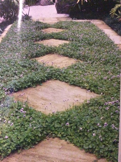 Beautiful native violet (viola hederacea) ground cover | 1000 in 2020 | Ground cover plants ...