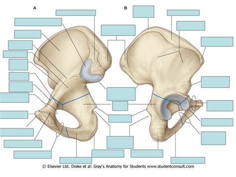 Right and Left Hip Bone Diagram | Quizlet