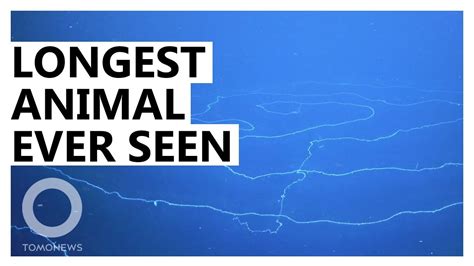 Longest Animal Ever Recorded Found in the Deep Sea - YouTube