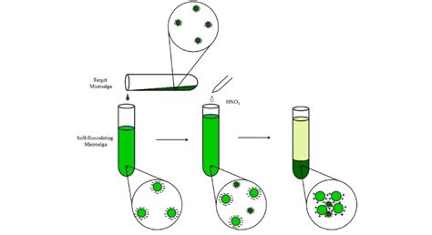 Possible mechanisms during flocculation process. | Download Scientific ...