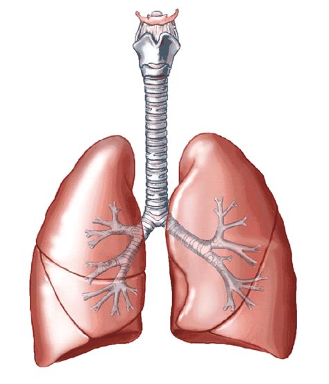 Lungs – Five Paragraph Essay on the Respiration System – EETT & Making Movies