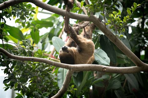 Birds & Habitats | National Aviary