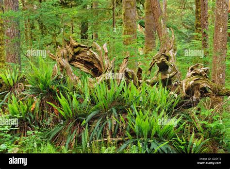 Rainforest with tree ferns hi-res stock photography and images - Alamy