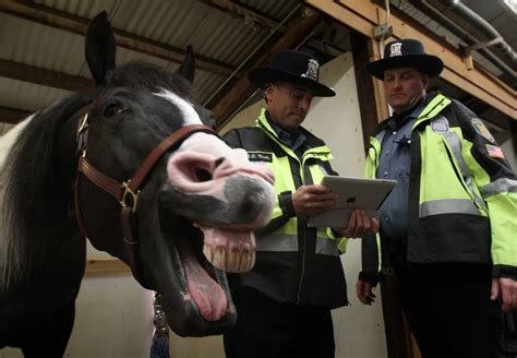 12 Hilarious Horse Photobombs Because They Won't Be Left Out