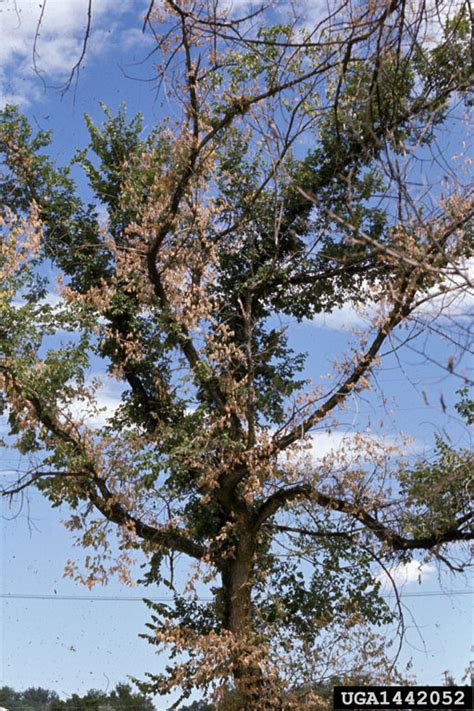 Dutch elm disease (Ophiostoma ulmi ) on American elm (Ulmus americana ...