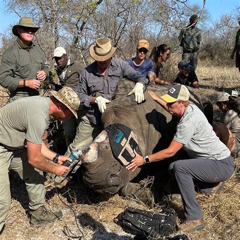 Black Rhino Conservation Efforts - Pelorus Foundation