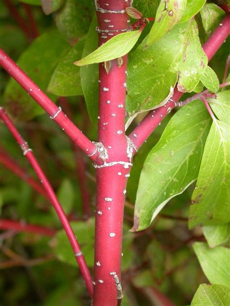 Red Twig Dogwood Care: Tips For Growing A Red Twig Dogwood | Twig dogwood, Red dogwood, Dogwood ...