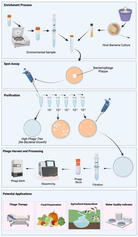 Process of bacteriophage isolation for therapeutic use. Phage isolation... | Download Scientific ...