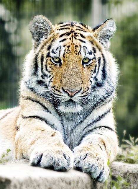 Free photo: Tiger, Siberian Tiger, Cat, Zoo - Free Image on Pixabay ...