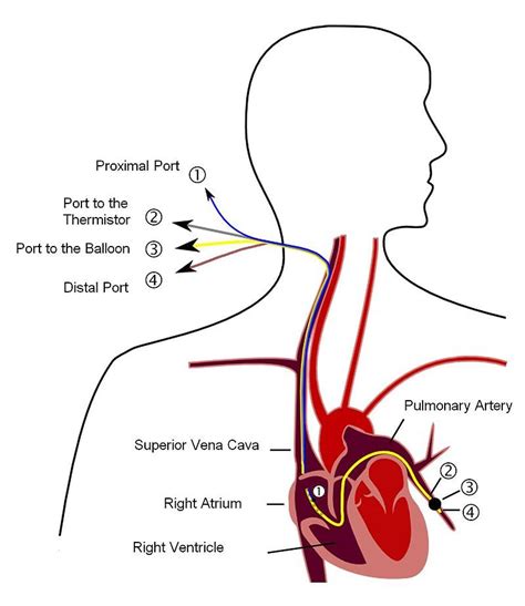 Pin on Respiratory System