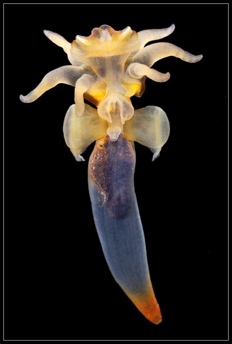 Clione limacina. Photo by Alexander Semenov | Deep sea creatures, Ocean creatures, Deep sea life