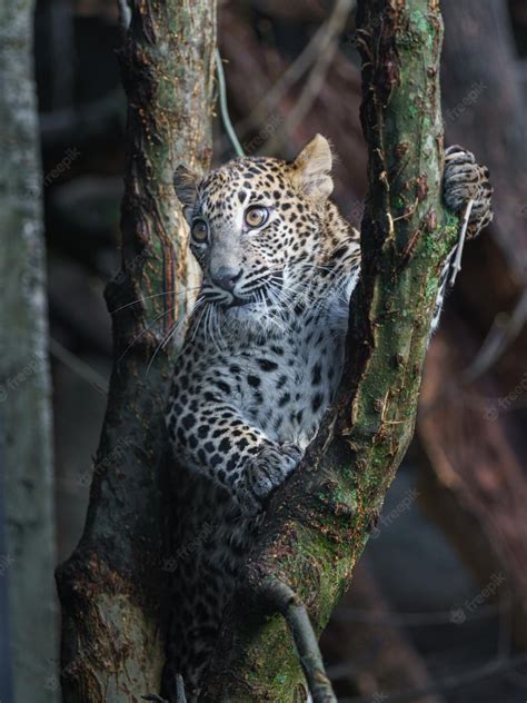 Premium Photo | Sri lankan leopard