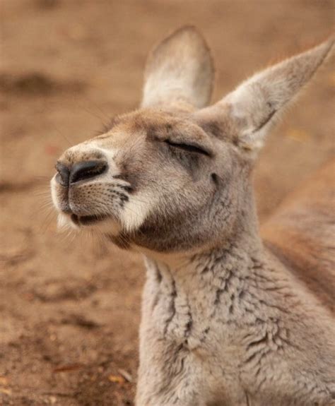 Word Nerd: Kangaroo Words | Pam Webb