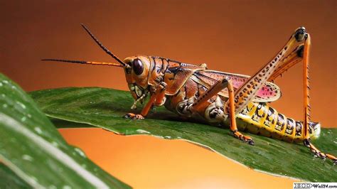 Free download clipart insect cricket - tideflexi