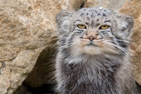 Hemker Zoo Gets New Rare, Endangered Cats | KNSI