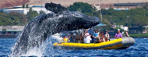 Maui No Ka Oi - Whale Watching | MauiActivities.com