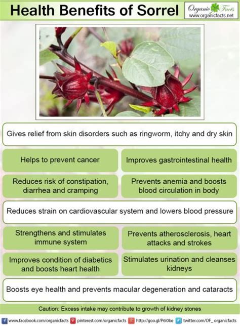 Health Benefits of Sorrel | Organic Facts in 2020 | How to increase energy, Cancer prevention ...