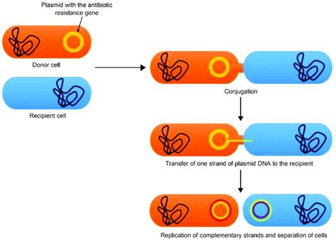 Resistance arising as a result of spontaneous mutation in chromosomal ...