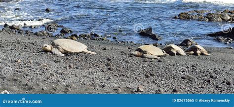 Punaluu Black Sand Beach with Turtles Stock Image - Image of hawaii, sitting: 82675565