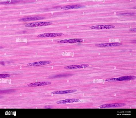 Smooth Muscle Tissue Under Light Microscope - bmp-extra