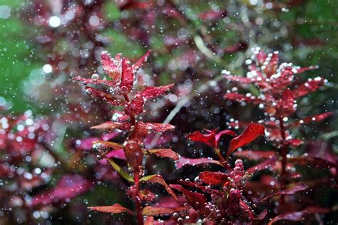 Rotala Macrandra ‘Mini Butterfly’ – Online Aquaria