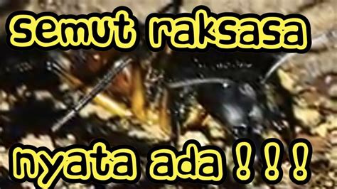 Semut Raksasa - Giant Ans(NYATA NYATA ADA) di Hutan Kalimantan calon ...