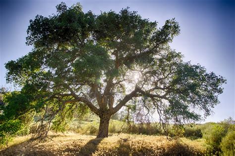 Oak Tree And Sun Free Stock Photo - Public Domain Pictures